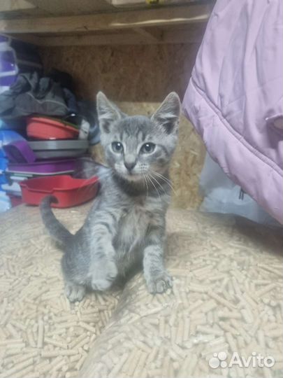 Котенок в дар