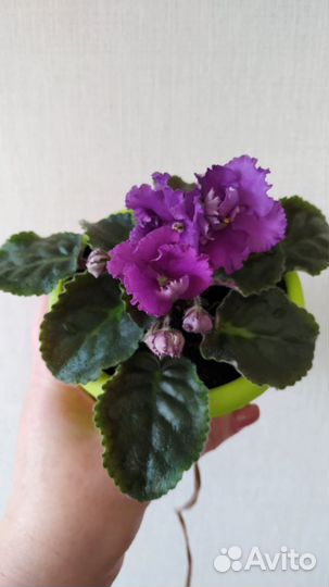 Фиалки в горшках