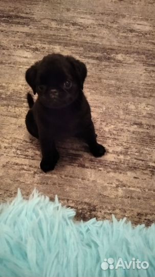 Брабансон девочка