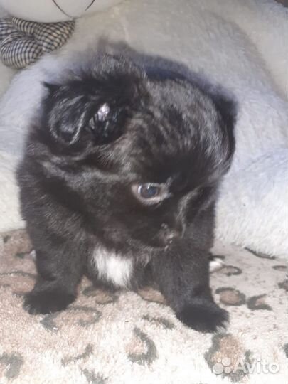 Щенки шпица