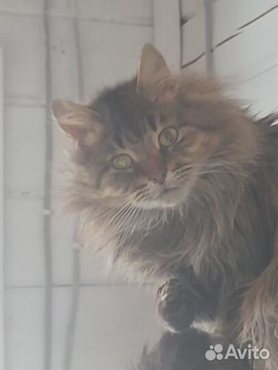 Котики два брата ищут дом