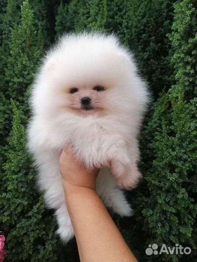 Белая Мини Мишка Помпом Померанский шпиц