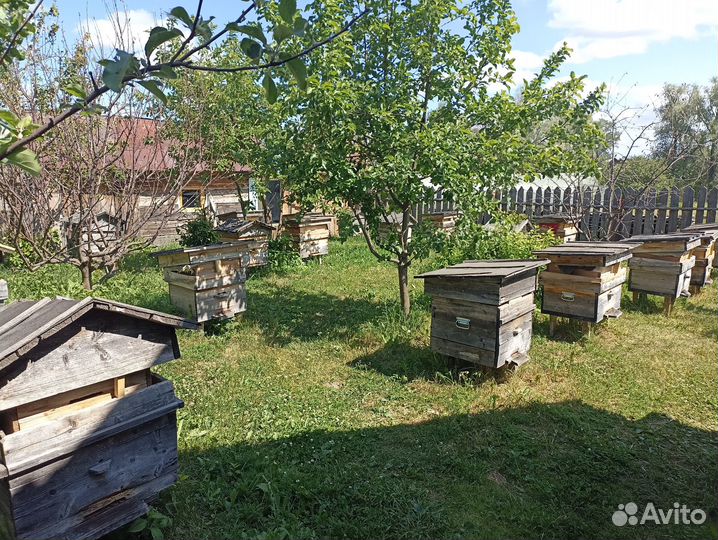 Продам пчелосемьи