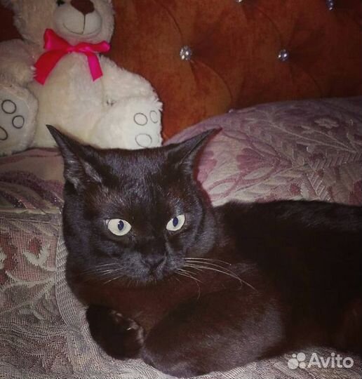 Вязка бурманский кот