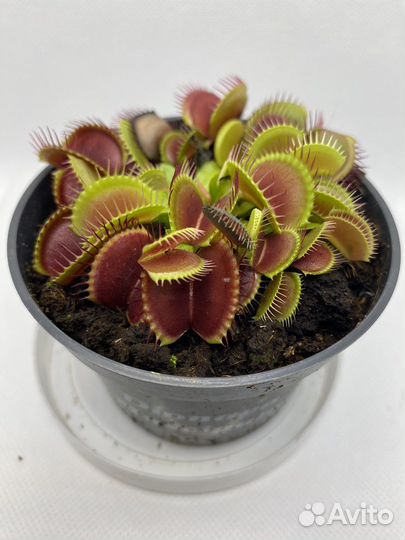 Венерина мухоловка (Дионея)