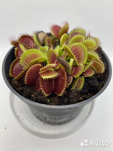 Венерина мухоловка (Дионея)