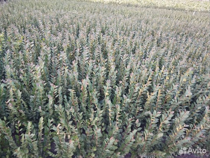 Кизильник блестящий