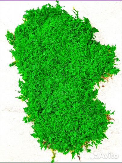 Стабилизированный мох ковер папоротник кочка