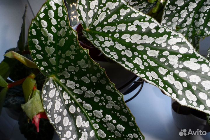 Бегония кейн Вайт Айс (Белый лёд)