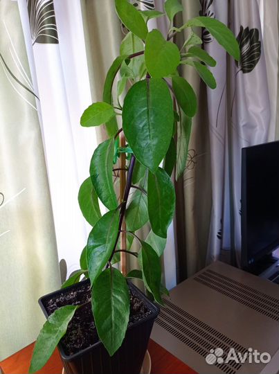 Джинура лечебная