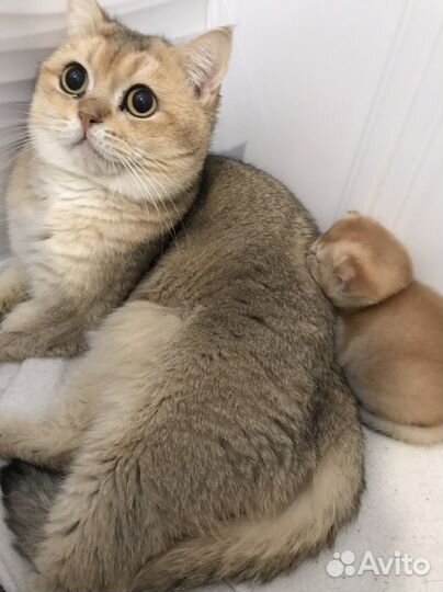 Шотландская золотая шиншилла вязка