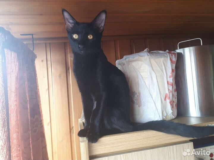 Чаузи ф3 супер кот