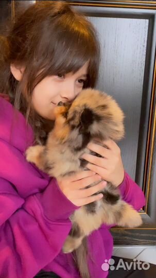 Мраморные щенки шпица