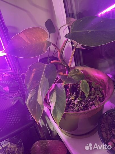 Филодендрон