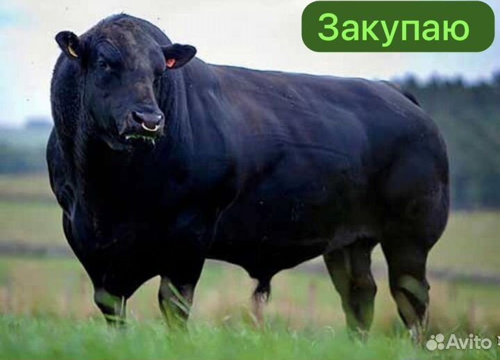 Быки, коровы