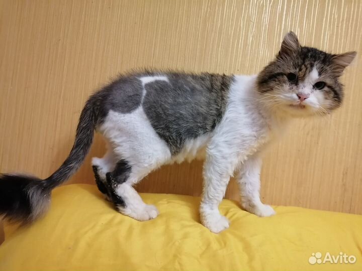 Отдам бесплатно кот