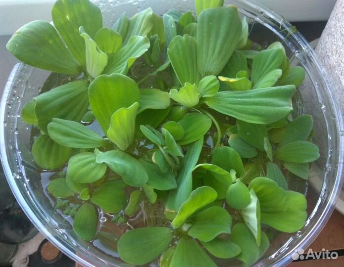 Пистия, риччия, роголистник для декора аквариума