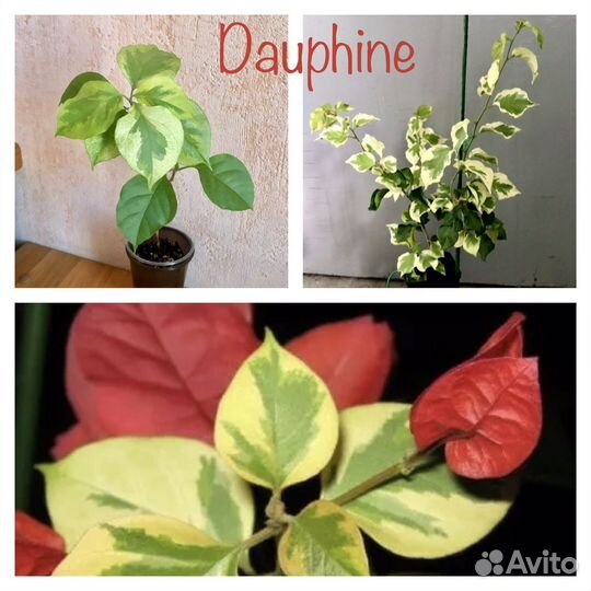 Бугенвиллия