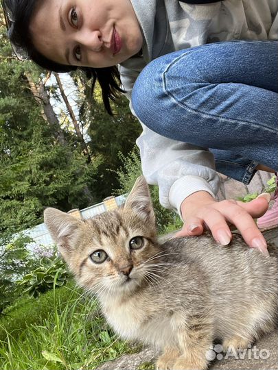 Котенок-девочка в дар