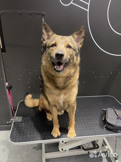 Грумер / Стрижка собак / Стрижка кошек