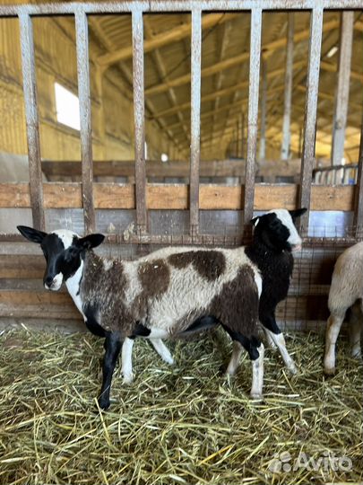 Баранчики Дорпер