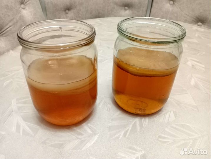 Чайный гриб