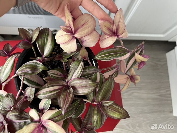 Традесканция