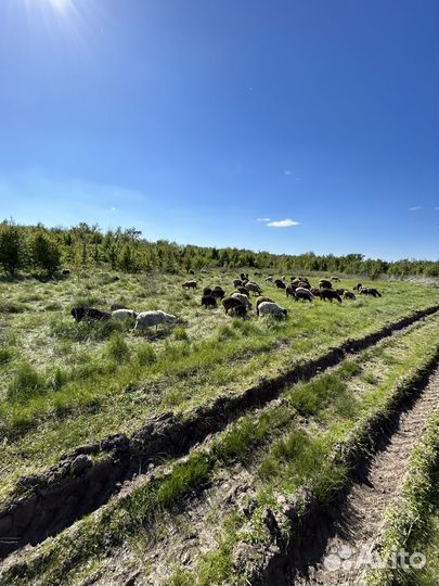 Овцы бараны ягнята