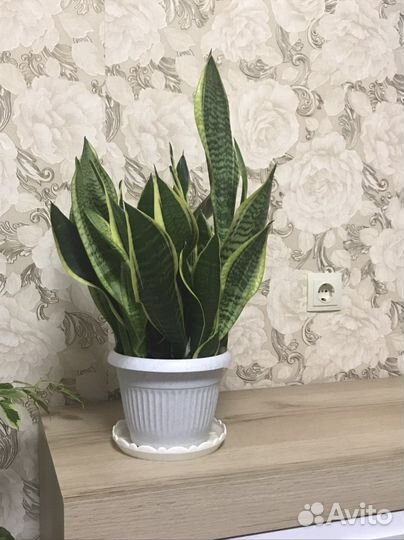 Сансевиерия