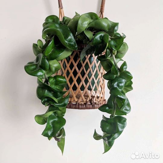 Хойя компакта Groen