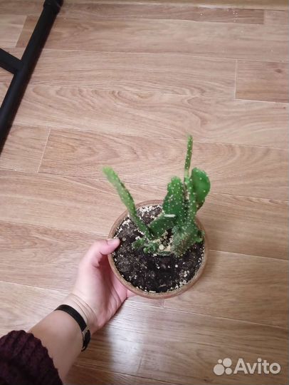 Комнатные растения