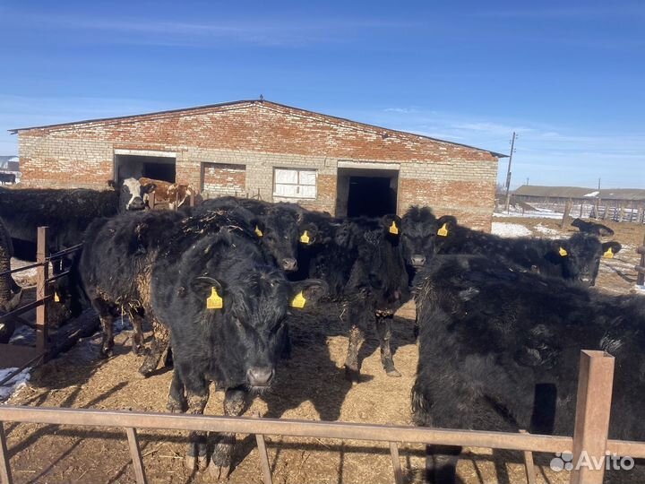 Продаются телки абердино-ангус