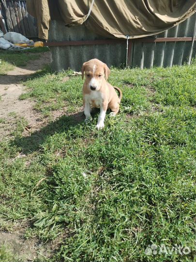 Щенки гончей