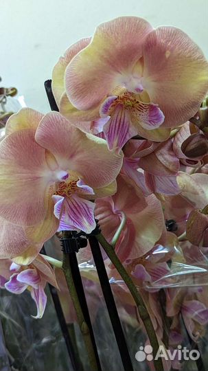 Орхидеи фаленопсис, сортовые орхидеи
