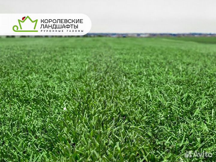 Рулонный газон