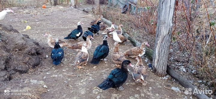 Семья индоуток