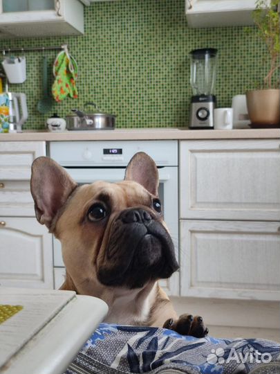 Французский бульдог кабель вязка