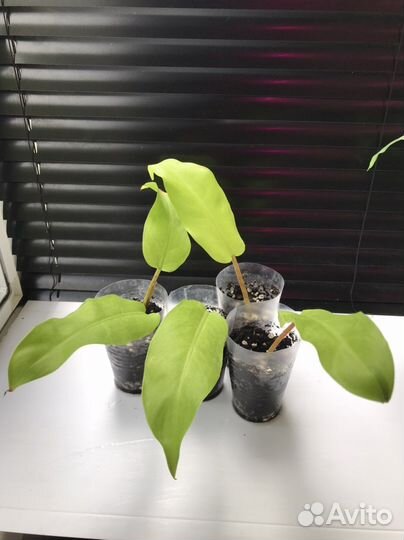 Кобра белая,Бурле Макс,Тай Санрайз,принцесса б