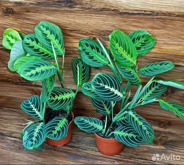 Maranta Lemon Limе Maranta Silver Band
