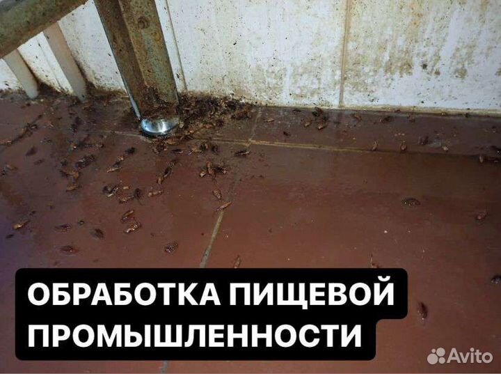 Уничтожение клопов тараканов удаление плесени