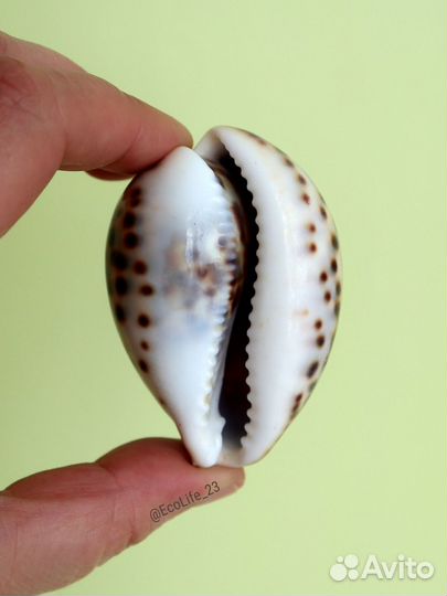 Морские натуральные ракушки Ципрея Тигрис