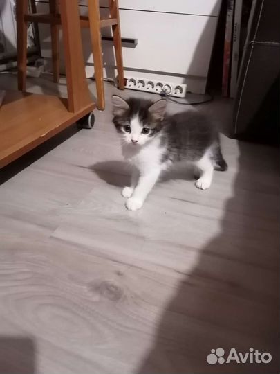 Кошки в добрые руки