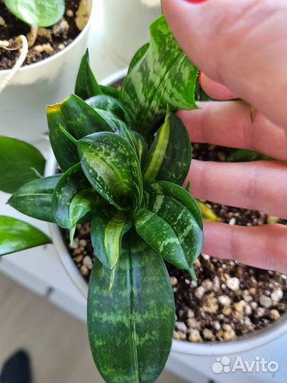 Сансевьерия сортовая