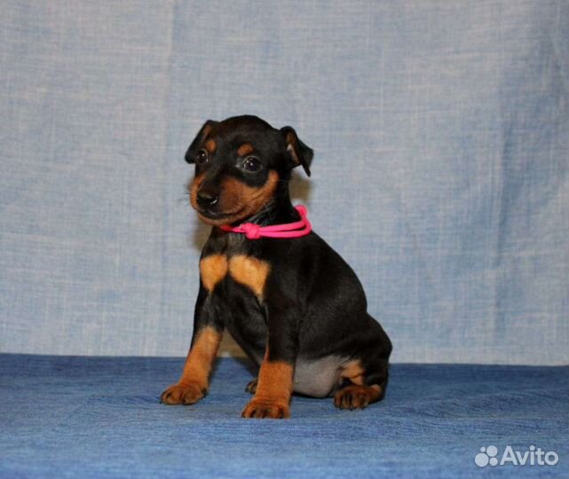 Щенки цвергпинчера