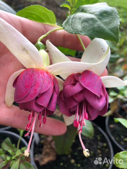 Черенки фуксии