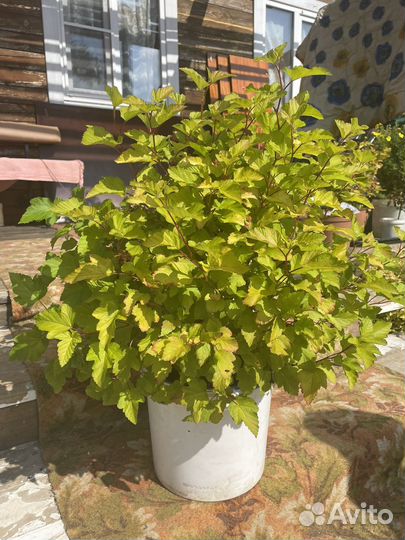 Пузыреплодник diablo