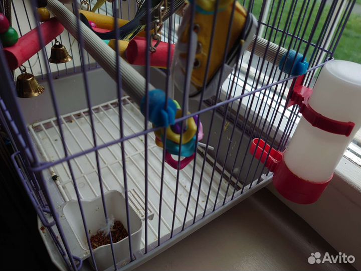 Пара попугаев с клеткой