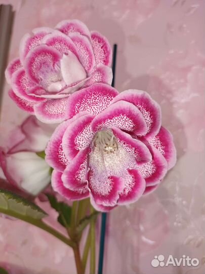 Глоксинии в ассортименте