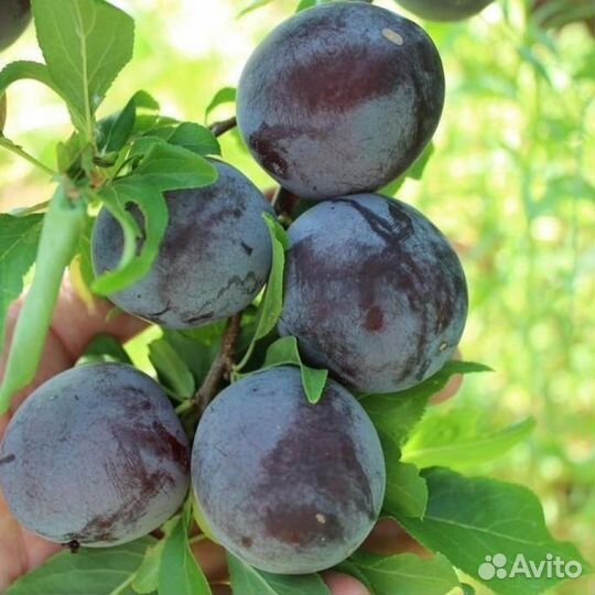 Саженцы сливы, алычи, колоновидные сливы