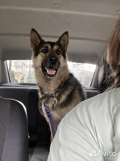 Собака в добрые руки